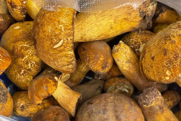 牛肝菌多糖的功效與作用，孕婦可以吃網(wǎng)上買的牛肝菌嗎