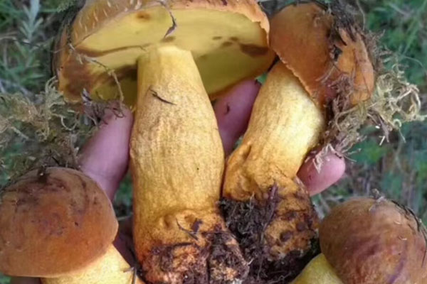 新鮮牛肝菌怎么洗才會干凈，炒的牛肝菌隔夜可以吃嗎