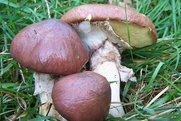 褐環(huán)乳牛肝菌能吃嗎，褐環(huán)粘蓋牛肝菌可以吃嗎