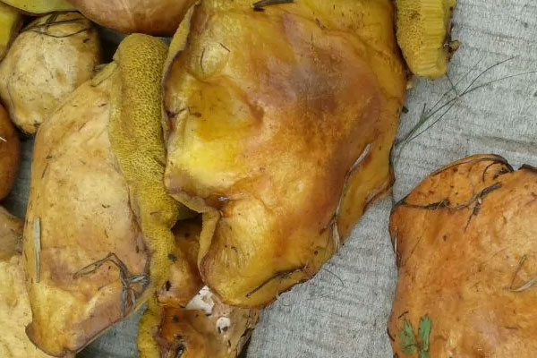 黃粘蓋牛肝菌是松蘑嗎，白柄粘蓋牛肝菌能吃嗎