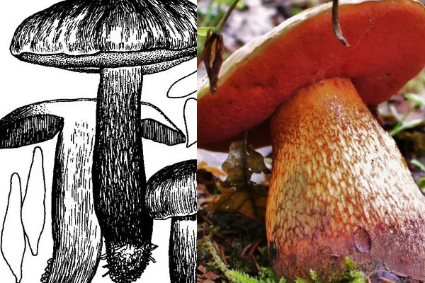 綠蓋粉孢牛肝菌有毒嗎，紅網(wǎng)牛肝菌有毒嗎