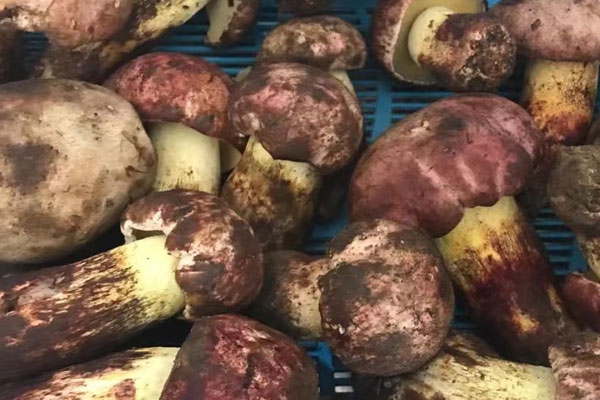 超市賣的牛肝菌有毒嗎，曬干的牛肝菌會(huì)中毒嗎