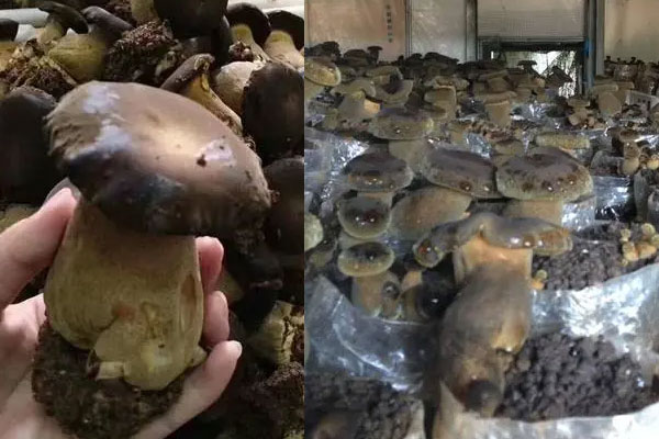 種植牛肝菌會(huì)中毒嗎，鮮牛肝菌為什么會(huì)中毒