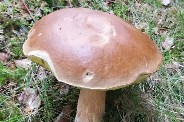 吃牛肝菌多久后開始中毒反應(yīng)，美味牛肝菌有毒嗎