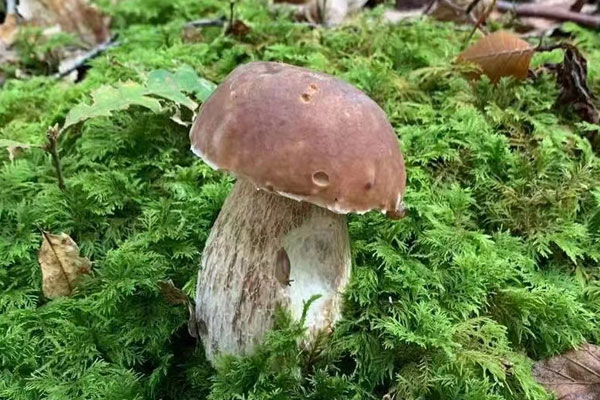 哪種顏色的牛肝菌最好吃，常見牛肝菌的種類