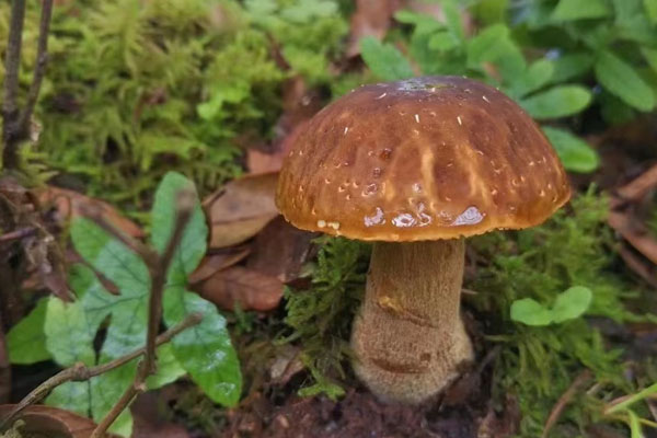 哪種牛肝菌最營(yíng)養(yǎng)，大腳菇是不是牛肝菌