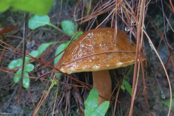 粘蓋牛肝菌有毒嗎，國(guó)內(nèi)有粘蓋乳牛肝菌嗎