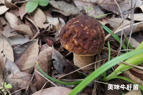 白黃粘蓋牛肝菌有毒嗎，白色牛肝菌有毒嗎