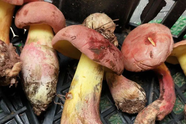 紅牛肝菌有毒嗎，變藍(lán)粘蓋牛肝菌能吃嗎