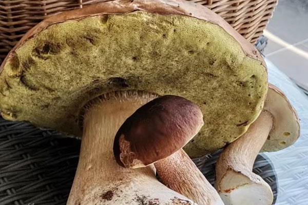 苦粉孢牛肝菌能吃嗎，苦粉孢牛肝菌為什么苦