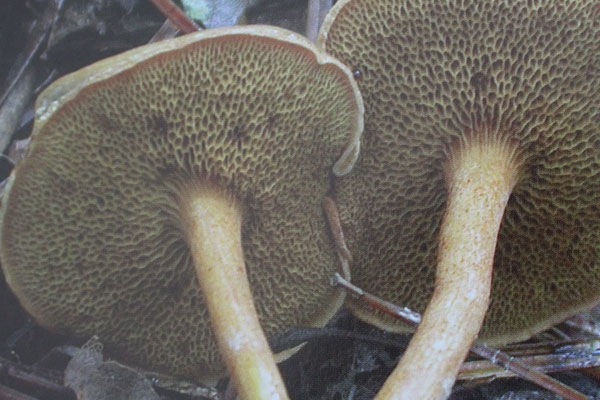 細(xì)絨牛肝菌能吃嗎，紅絨蓋牛肝菌有毒嗎