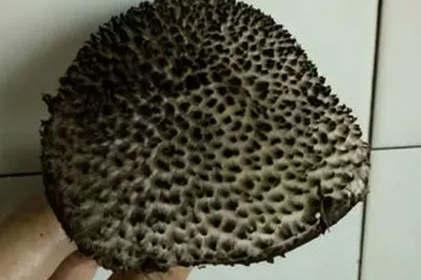 松塔牛肝菌有毒嗎，血紅絨牛肝菌可以吃嗎