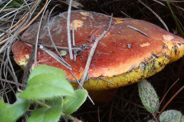 血紅牛肝菌能吃嗎，血紅牛肝菌會(huì)變藍(lán)色嗎