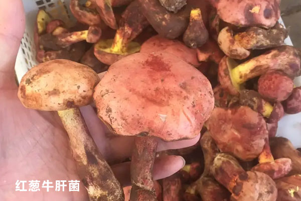 牛肝菌有紅色的嗎，黃色牛肝菌能吃嗎