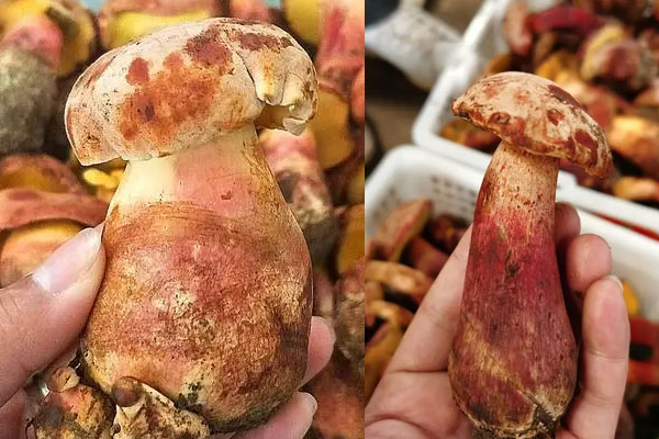 紅蔥牛肝菌能隔夜吃嗎，紅蔥牛肝菌煮多久可以吃