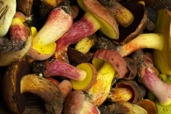 牛肝菌有蟲子可以吃嗎，牛肝菌容易長(zhǎng)蟲嗎