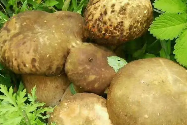 牛肝菌為什么有蟲子，紫紅牛肝菌有毒嗎