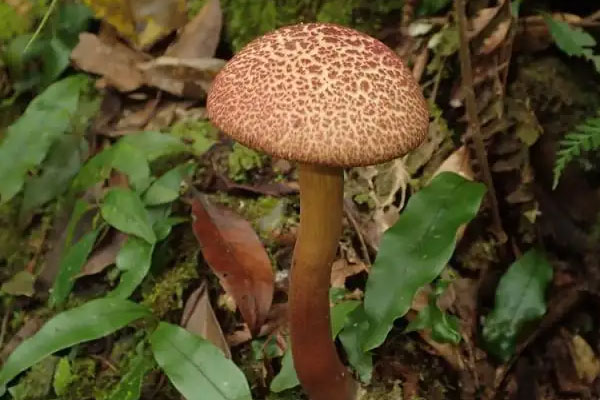 牛肝菌可以燒烤嗎，大孢條孢牛肝菌可以吃嗎