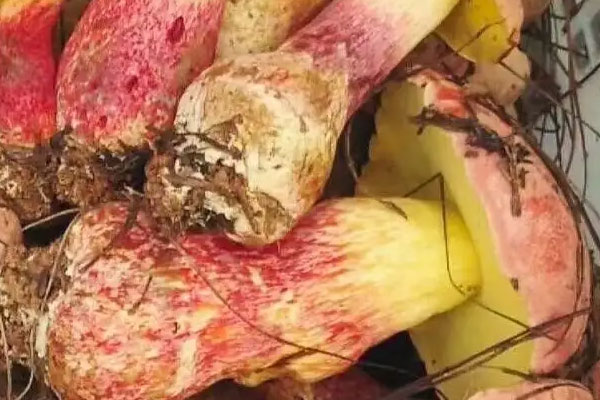 云南牛肝菌有毒嗎，新鮮牛肝菌如何去毒