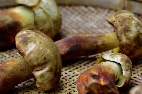 牛肝菌粥怎么煮好吃 牛肝菌粥怎么煮好吃