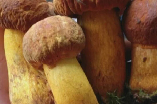 黃牛肝菌有毒性嗎 黃牛肝菌有毒性嗎