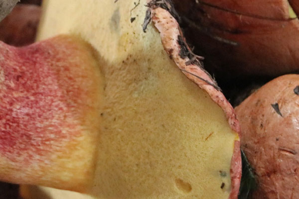 紅蔥牛肝菌貴嗎 紅蔥牛肝菌貴嗎