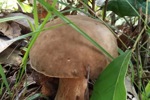 感冒期間可以食用牛肝菌嗎 感冒期間可以食用牛肝菌嗎