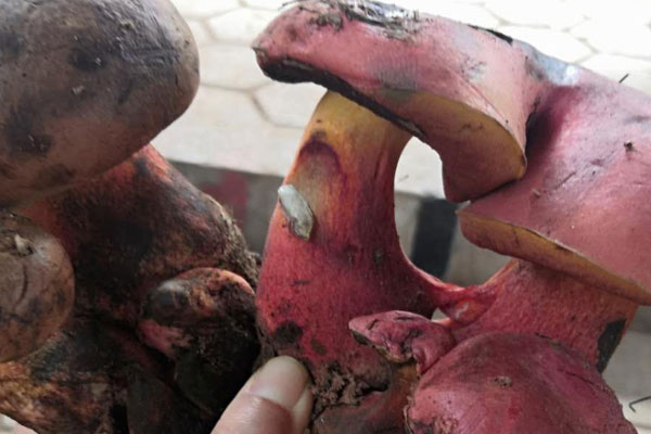 牛肝菌能不能和蒜苔同吃 牛肝菌能不能和蒜苔同吃