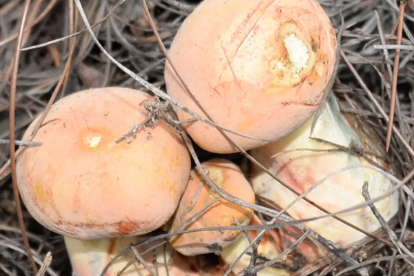 牛肝菌烤多長(zhǎng)時(shí)間才熟 牛肝菌烤多長(zhǎng)時(shí)間才熟