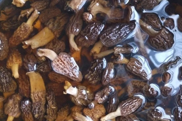 羊肚菌能用小蘇打洗嗎 羊肚菌能用小蘇打洗嗎