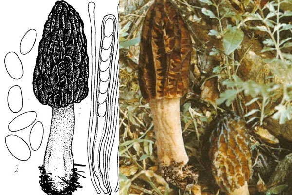 黑脈羊肚菌有毒嗎 黑脈羊肚菌有毒嗎