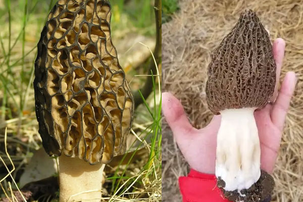 尖頂羊肚菌有毒嗎 尖頂羊肚菌有毒嗎