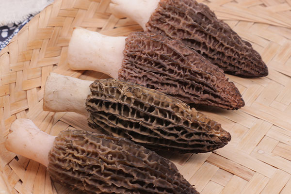 六妹羊肚菌有毒嗎 六妹羊肚菌有毒嗎