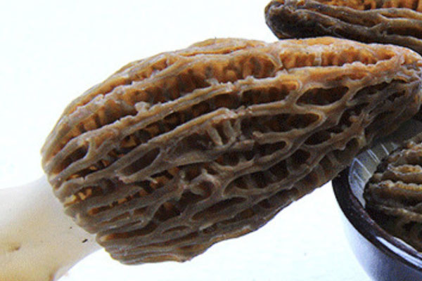 粗柄羊肚菌可以吃嗎 粗柄羊肚菌可以吃嗎