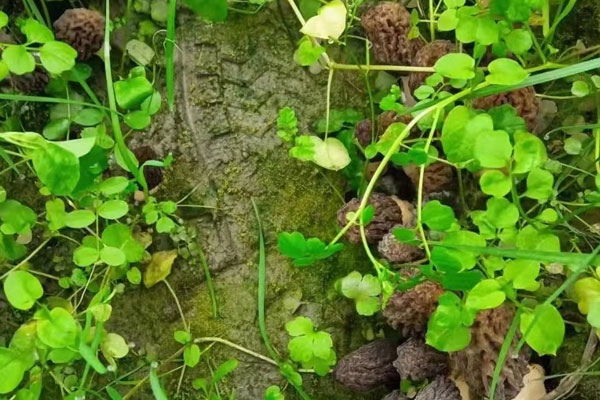 前列腺癌患者可以吃羊肚菌嗎 前列腺癌患者可以吃羊肚菌嗎