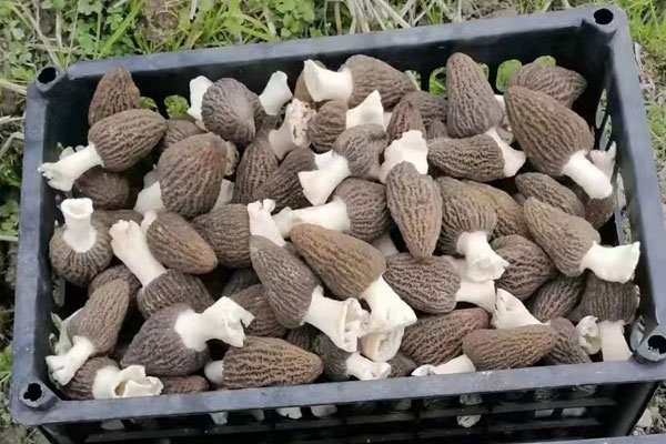 食用羊肚菌要注意哪些方面 食用羊肚菌要注意哪些方面