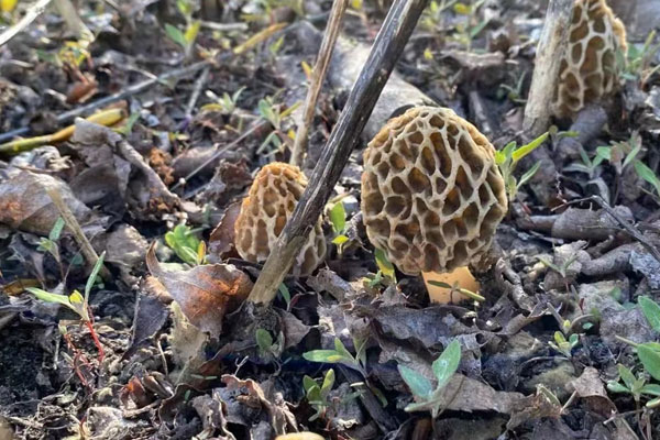 羊肚菌是野生還是種植的呢 羊肚菌是野生還是種植的呢