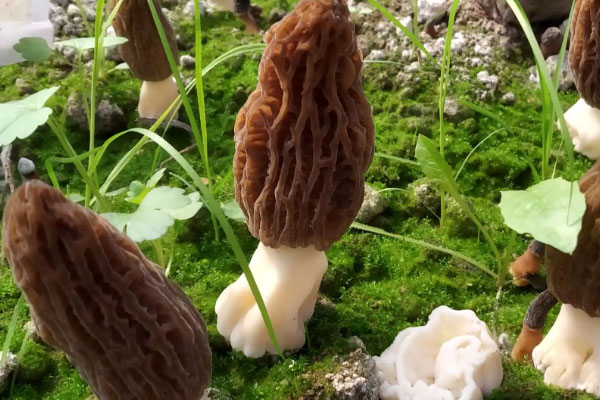 什么是昆植1號羊肚菌 什么是昆植1號羊肚菌