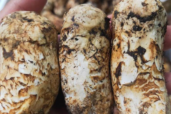 松茸嘌呤含量高嗎，松茸在冰箱能放多久