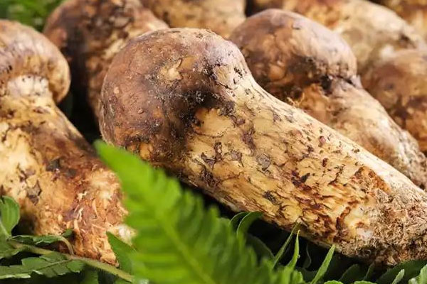 松茸在冰箱可以放多久 松茸在冰箱可以放多久