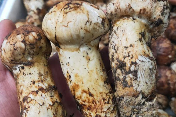 松茸放久了會有毒嗎，松茸有毒嗎