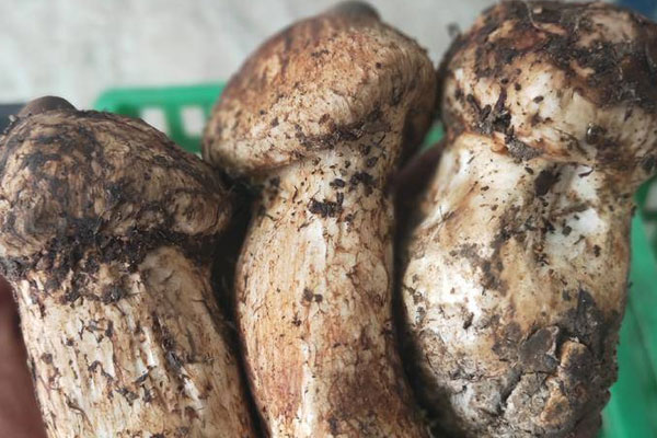 新鮮松茸有毒嗎 新鮮松茸有毒嗎