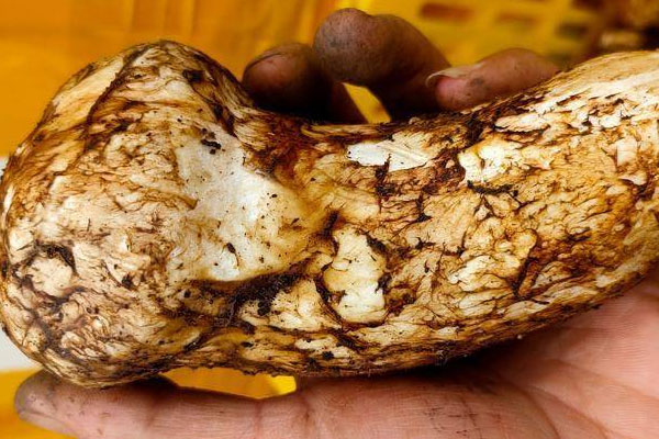 新鮮松茸炒了有點苦，炒鮮松茸要焯水嗎