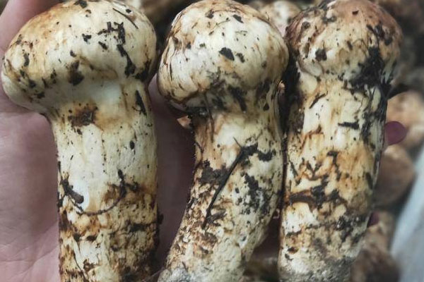 蕁麻疹可以吃松茸嗎，鮮松茸發(fā)苦能不能吃