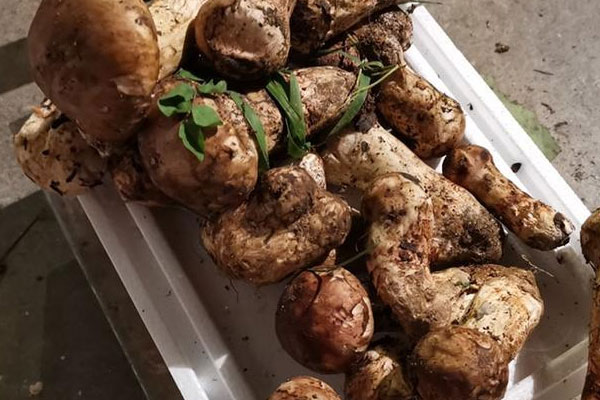 過敏體質(zhì)能吃松茸嗎，松茸屬于蔬菜嗎