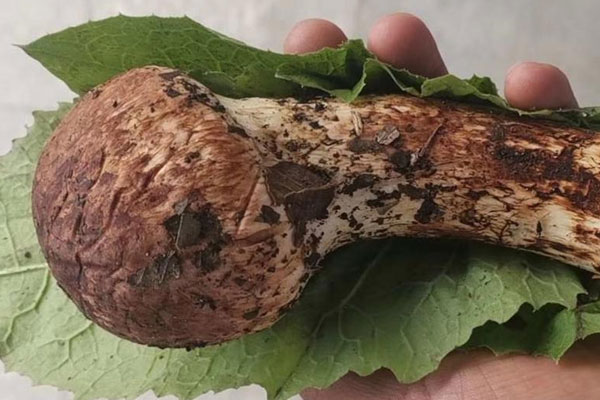 貴州有沒有野生松茸，延邊松茸和云南松茸哪個貴