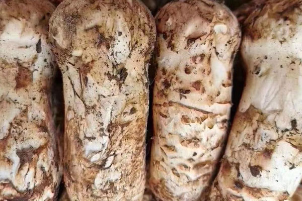 新鮮松茸價(jià)格貴嗎 新鮮松茸價(jià)格貴嗎