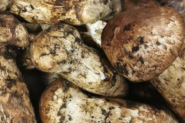 吉林松茸和云南松茸哪個好，云南省有松茸鄉(xiāng)鎮(zhèn)嗎