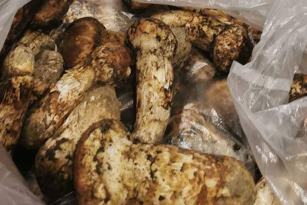 保存越久的松茸營(yíng)養(yǎng)會(huì)流失嗎 保存越久的松茸營(yíng)養(yǎng)會(huì)流失嗎