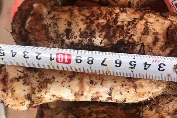 新鮮松茸什么時(shí)候營(yíng)養(yǎng)最高 新鮮松茸什么時(shí)候營(yíng)養(yǎng)最高